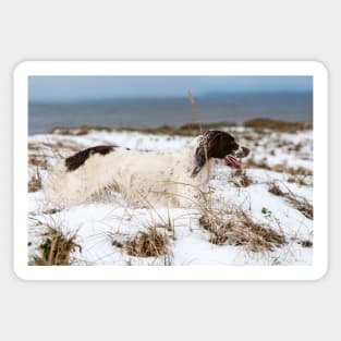 English Springer spaniel Sticker